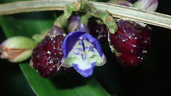 Dichorisandra hexandra