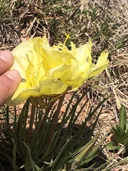 Oenothera coryi