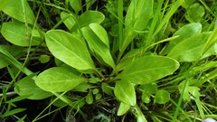 Primula pauciflora macrocarpa