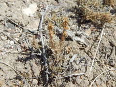 Artemisia pygmaea