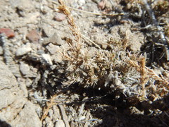 Artemisia pygmaea