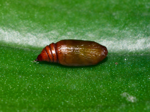 Geltonoji cidarija nuotrauka