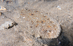Pardachirus hedleyi