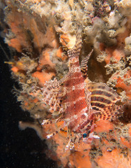 Dendrochirus brachypterus