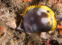 Chaetodon flavirostris