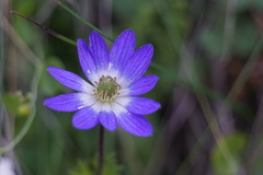 Anemone decapetala