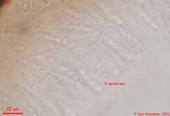 Moellerodiscus capillipes