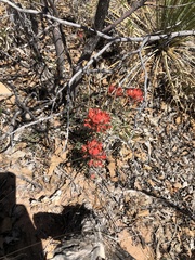 Castilleja scabrida