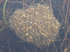 Lithobates palustris