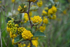 Berberis chilensis