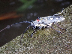 Batocera rubus