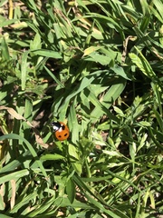 Coccinella septempunctata
