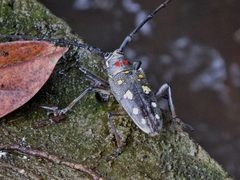 Batocera rubus