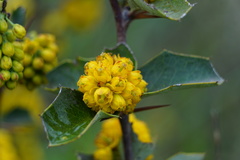 Berberis chilensis