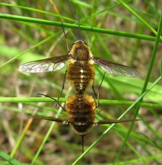 Bombylius mexicanus