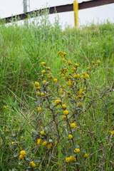 Berberis chilensis