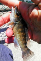 Tautogolabrus adspersus