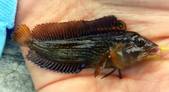 Chasmodes bosquianus