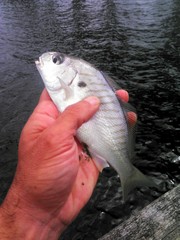 Leiostomus xanthurus