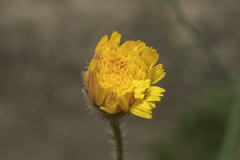 Hypochaeris achyrophorus