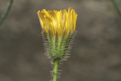 Hypochaeris achyrophorus