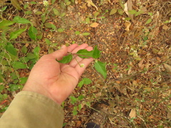 Alternanthera flavescens