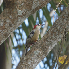Melanerpes superciliaris