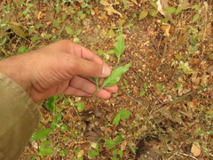 Alternanthera flavescens