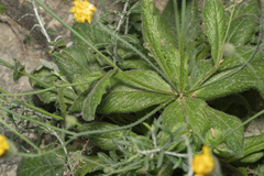 Hypochaeris achyrophorus