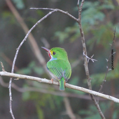 Todus multicolor