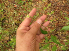 Alternanthera flavescens