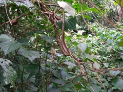 Chironius spixii