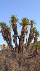 Yucca periculosa