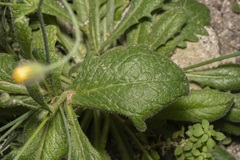 Hypochaeris achyrophorus