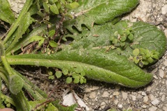 Hypochaeris achyrophorus