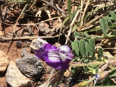 Astragalus lindheimeri