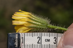 Hypochaeris achyrophorus