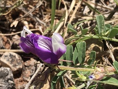Astragalus lindheimeri