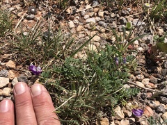 Astragalus lindheimeri