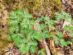 Dicentra canadensis