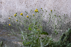 Hypochaeris achyrophorus