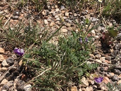 Astragalus lindheimeri