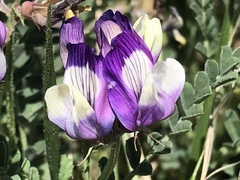Astragalus lindheimeri