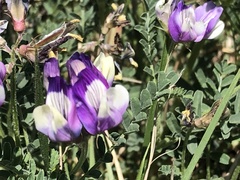 Astragalus lindheimeri