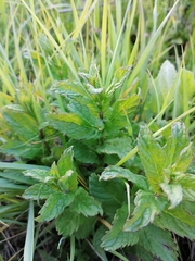 Mentha