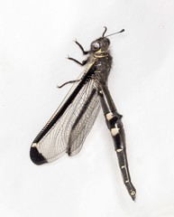 Stilbopteryx walkeri