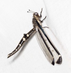 Stilbopteryx walkeri