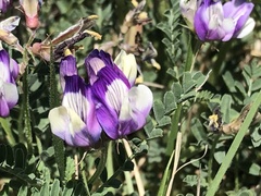 Astragalus lindheimeri