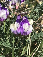 Astragalus lindheimeri