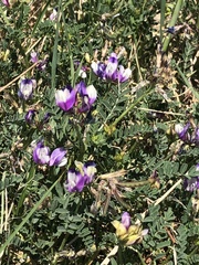 Astragalus lindheimeri